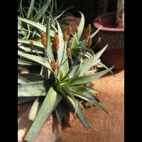 Aloe littoralis (fam Asphodelacees) (Afr. tropicale) (2)